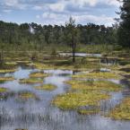 SWAMP, autor: Milan Drahoňovský
