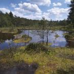 SWAMP, autor: Milan Drahoňovský