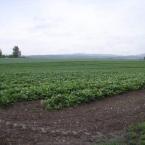 Pozemky, auteur: Sempra Turnov, s.r.o.
