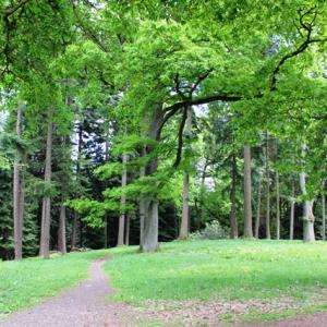 Arboretum Bukovina