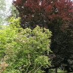 Arboretum Kopidlno