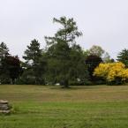Arboretum Kopidlno