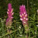 černýš rolní (Melampyrum arvense), Autor: Milada Vrbová