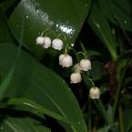 konvalinka vonná (Convallaria majalis), Autor: Milada Vrbová