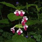 medovník meduňkolistý (Melittis melissophyllum), Autor: Milada Vrbová