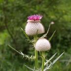 pcháč bělohlavý (Cirsium eriophorum), Autor: Milada Vrbová