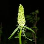 zvonečník klasnatý (Phyteuma spicatum), Autor: Milada Vrbová