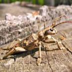Rhagium sycophanta, Autor: Milada Vrbová