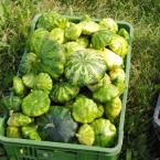 patizony, autor: Jan Verich