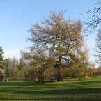 Zámek Kopidlno - park, author: jan špelda