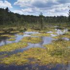 SWAMP, Autor: Milan Drahoňovský